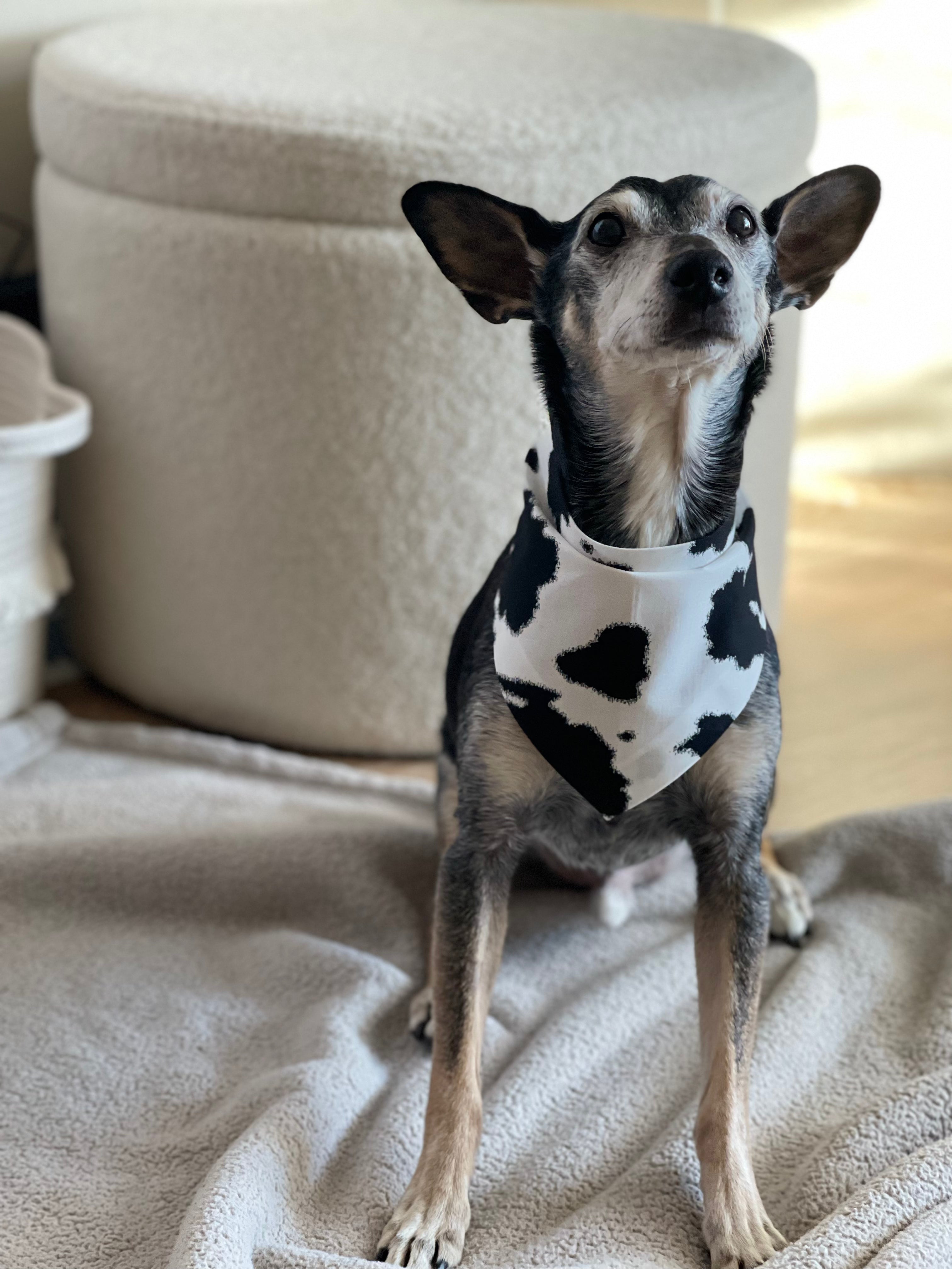 Dog wearing a cow print bandana sitting on a textured surface.