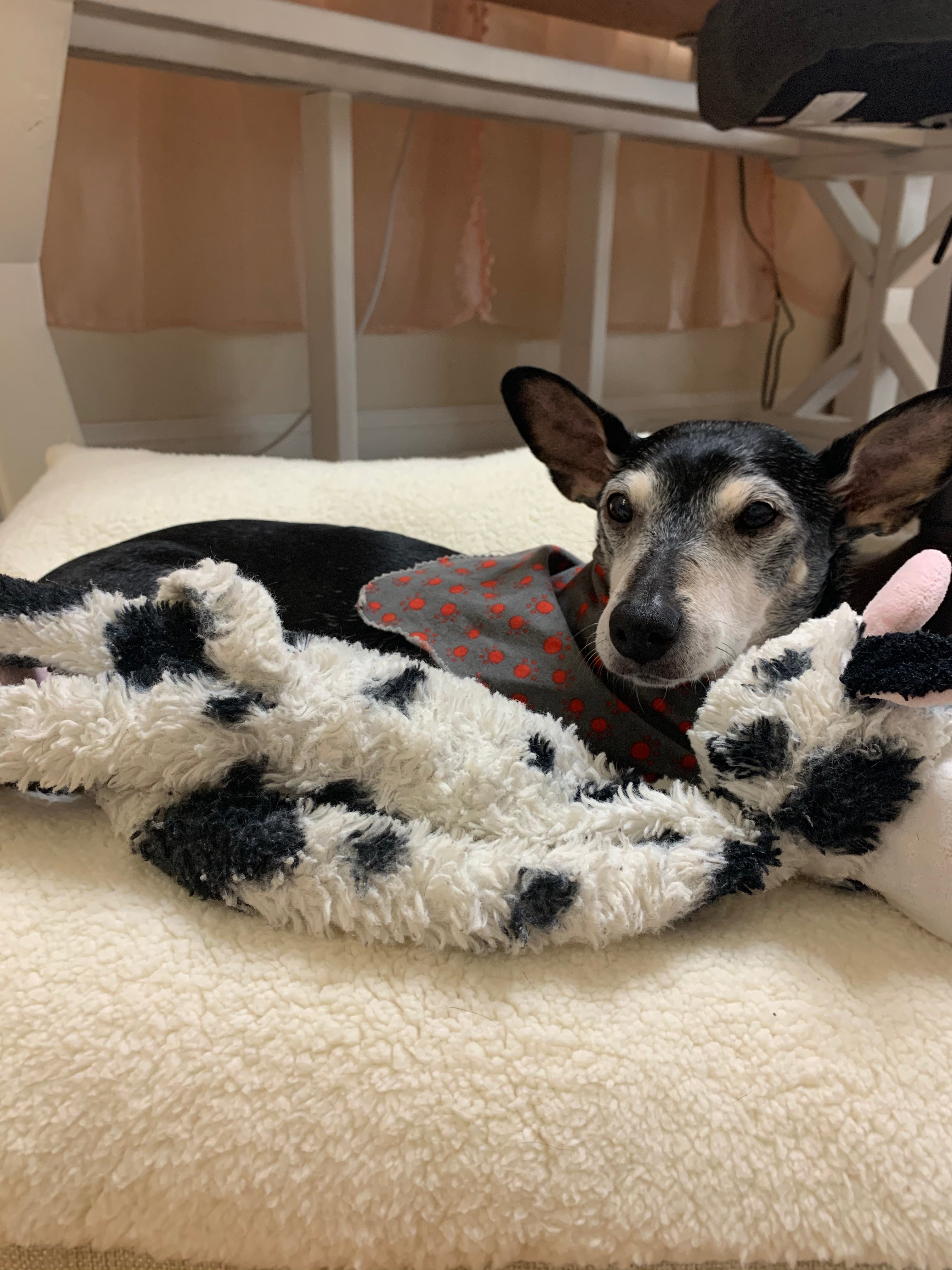 Dog lying on a fluffy blanket with a pillow in the background and a cow dog toy